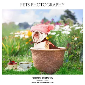 BUDDY - PETS PHOTOGRAPHY