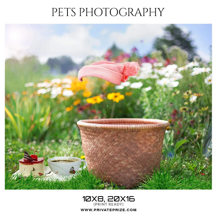 BUDDY - PETS PHOTOGRAPHY