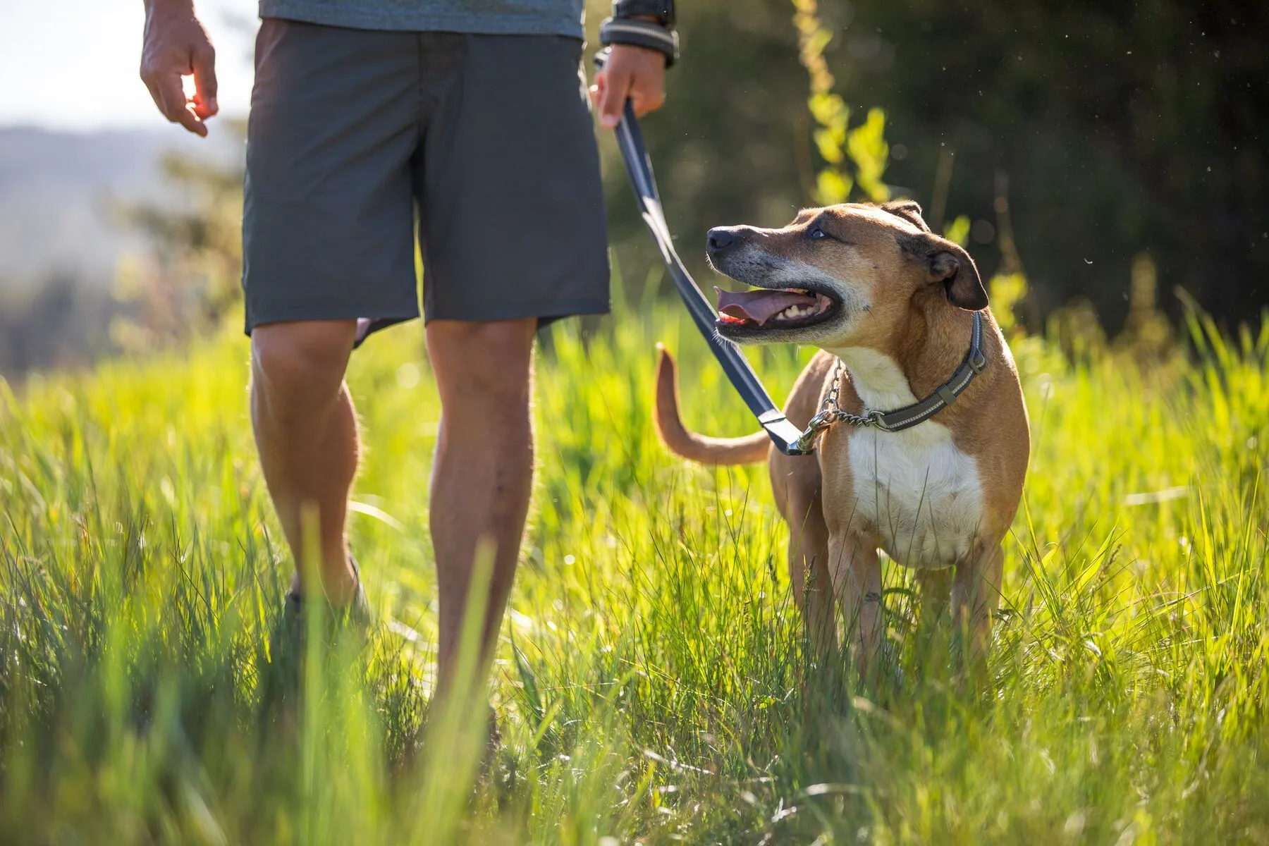 Chain Reaction™ Martingale Dog Collar