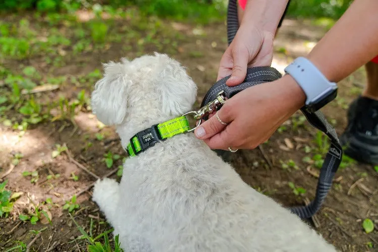 Dog Collar by Alpha Pak