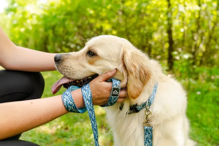 Dog Collar by Alpha Pak