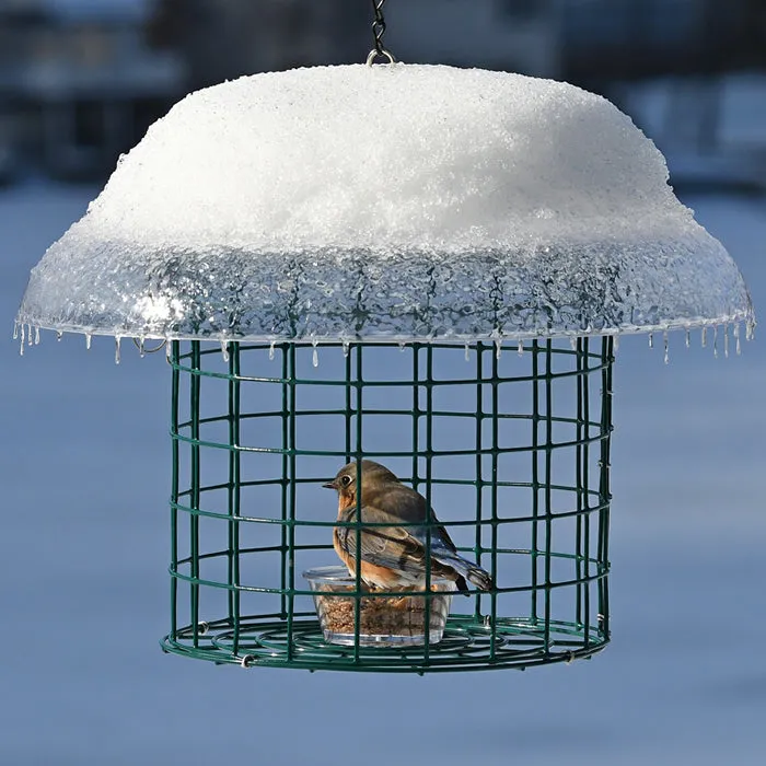 Duncraft Covered Bluebird Mealworm Haven