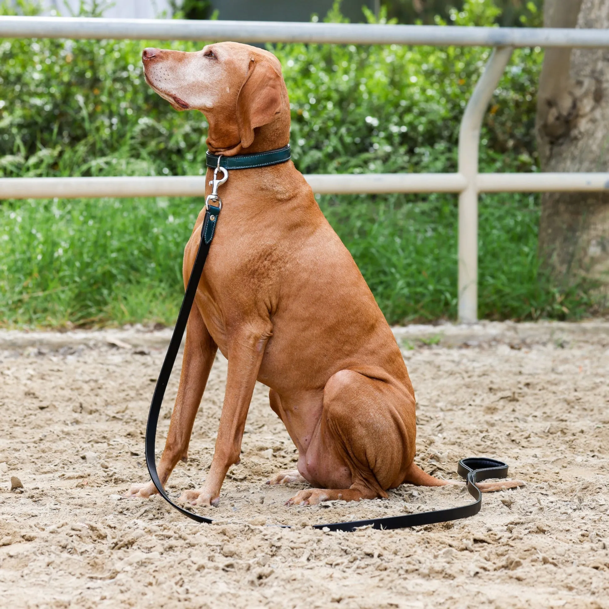 Halter Ego® Metallic Teal Dog Leash