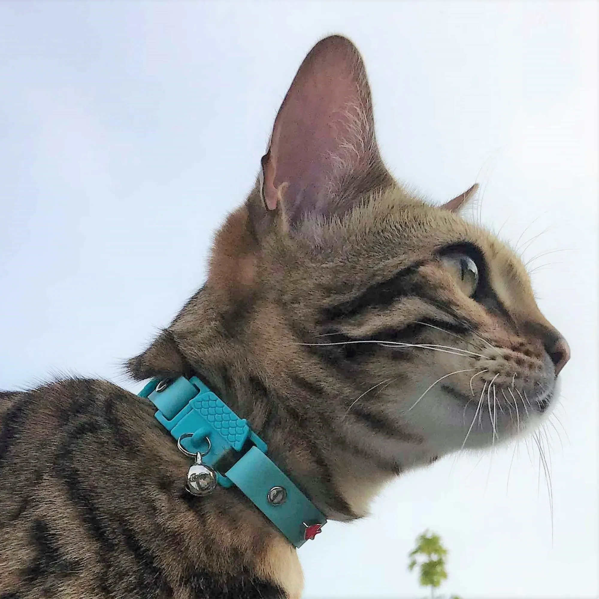 Kittyrama Vet & Cat Expert Approved Cat Collar Aqua