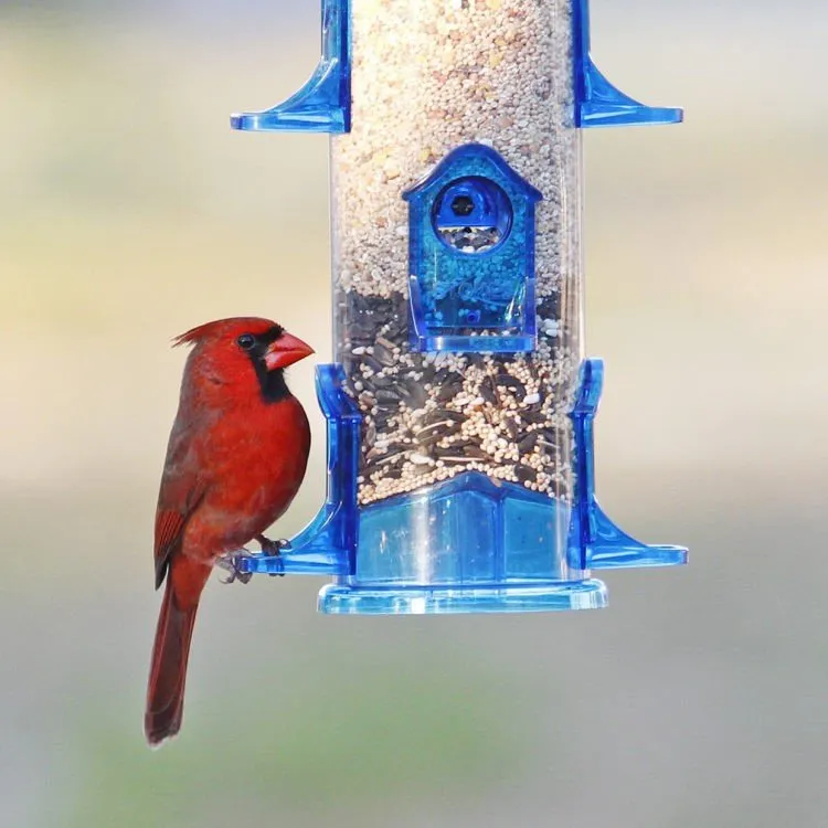 More Birds® - Jumbo Seed Songbird Feeder